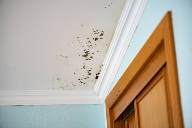 Best Residential Mold Remediation in Lady Lake, FL