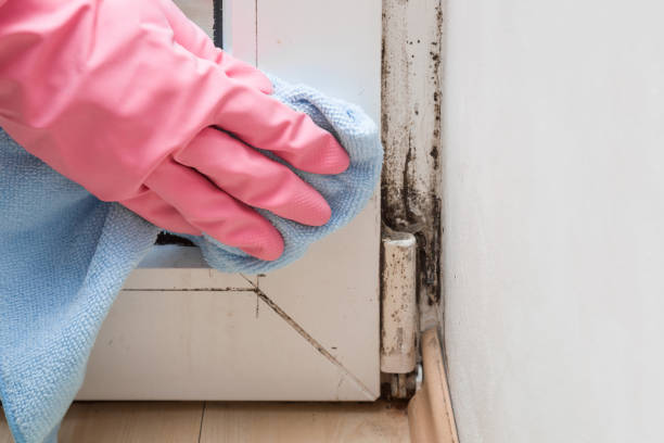 Lady Lake, FL Mold Remediation Company